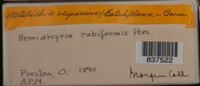 Metatrichia vesparium image